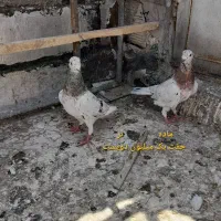 کبوتر پلاکی سرور سار و کبوتر پرشی جوجه مغلوف|پرنده|قم, ولیعصر|دیوار