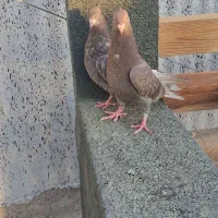 کبوتر جوجه سرخ آبادانی