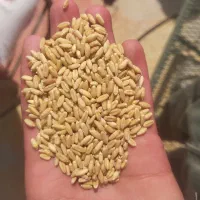 فروشنده گندم گواهی شده در گونی و گندم بذری|خدمات باغبانی و درختکاری|بیجار, |دیوار
