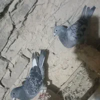 کبوتر|پرنده|زابل, |دیوار