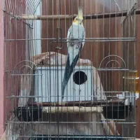 عروس هلندی|پرنده|تهران, تهرانپارس جنوبی|دیوار