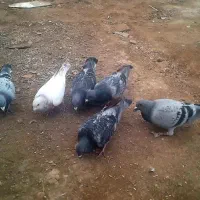 مسافتی|پرنده|گمیشان, |دیوار