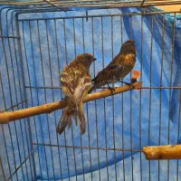 گلبسر نر خرم اباد|پرنده|فردیس, شهرک راه آهن|دیوار