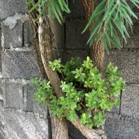 گل کاکتوس|گل و گیاه طبیعی|رشت, حسین آباد|دیوار