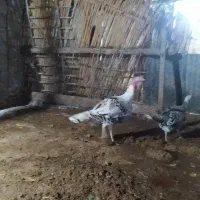 بوقلموننر|حیوانات مزرعه|گنبد کاووس, |دیوار