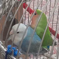 طوطی برزیلی