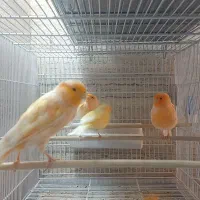 قناری سوپری پرتقالی وموزاییکی،ورسمی بلند|پرنده|تهران, مینی‌سیتی (شهرک نفت)|دیوار