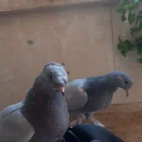 آموزش کفتر دست آموز کفتر یا کبوتر