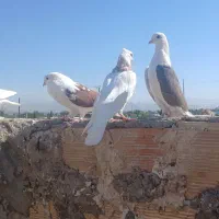 پرشی کبوتر