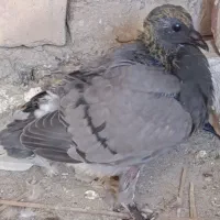 سبز و ساده