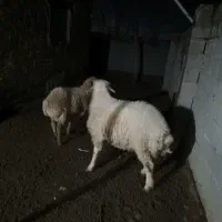 بره نر|حیوانات مزرعه|آشخانه, |دیوار