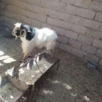 گوسفند فروشی راور|حیوانات مزرعه|راور, |دیوار