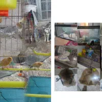 آکواریم سگ پاستورمیز  لوازم معاوضه با کفتر