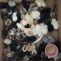 جوجه محلی اصل|حیوانات مزرعه|کازرون, |دیوار