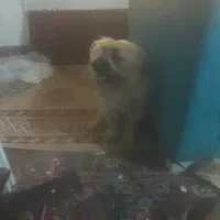 واگذاری سگ|سگ|هشتگرد, فاز ۳ مهستان|دیوار