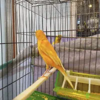 فروش قناری نر