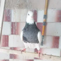 فروش ماده عتیقه|پرنده|سقز, |دیوار