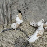 سلام 18عدوکت زرد نروماده کشیده بلند|پرنده|مبارکه, |دیوار