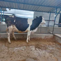 تلیسه مونت بیلیارد