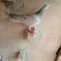 پرنده کبوتر|پرنده|مشهد, سمزقند|دیوار