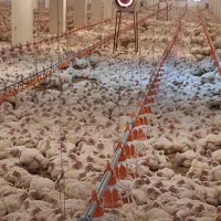 کارگر مرغداری