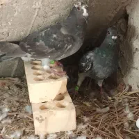 کبوتر دالکی|پرنده|برازجان, |دیوار
