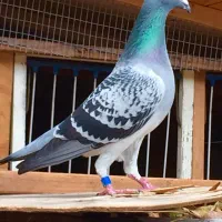 جوجه پلاک ی مخام