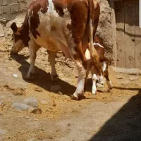 ماده گاو سیمینتال شیری با گوساله