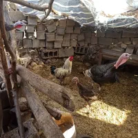 خروس جوان و سرحال خروس گلین سالم
