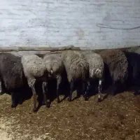 میش گوسفند بره