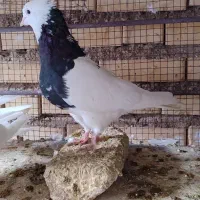 پرنده|پرنده|شوشتر, |دیوار