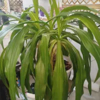 گل ذرتی بزرگ