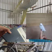 عروس هلندی .مرغ عشق.دوچرخه ps2.معاوضه هم دارم