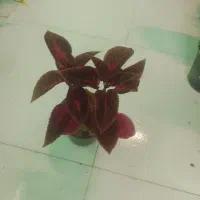 همش با هم ۵۰۰ آف خورده