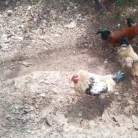 مرغ و خروس