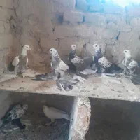 کبوتر پاپر