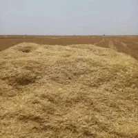 کاه خورد درجه یک عمده