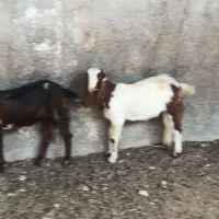 کهره نر و ماده|حیوانات مزرعه|چغادک, |دیوار