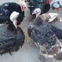 بوقلمون کیلویی ۲۳۰|حیوانات مزرعه|تربت جام, یحیی آباد|دیوار