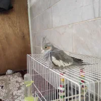 عروس هلندی