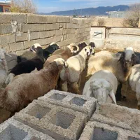 بره چاق تخت