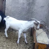 میش جوان مهریز|حیوانات مزرعه|مهریز, |دیوار