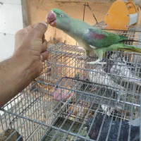 شاه طوطی درجه یک....
