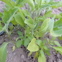 نهال بادمجان