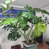 فروش گل های غول پیکر کلکسیونی|گل و گیاه طبیعی|آمل, |دیوار