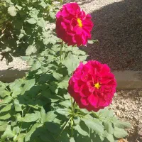 باغ ویلا ۱۰۰۰ متری در شهرک لاکچری افشاریه تهاتر