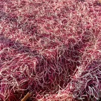 فرش ماشینی|فرش|نوشهر, |دیوار