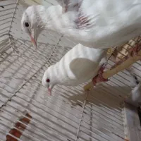 پرنده زینتی|پرنده|شیراز, تندگویان|دیوار