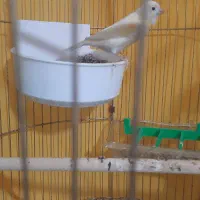 قناری ماد مست|پرنده|مشهد, رضاییه|دیوار