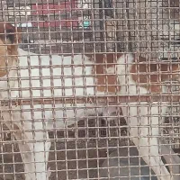 واگذاری سگ|سگ|مرودشت, ده بید|دیوار